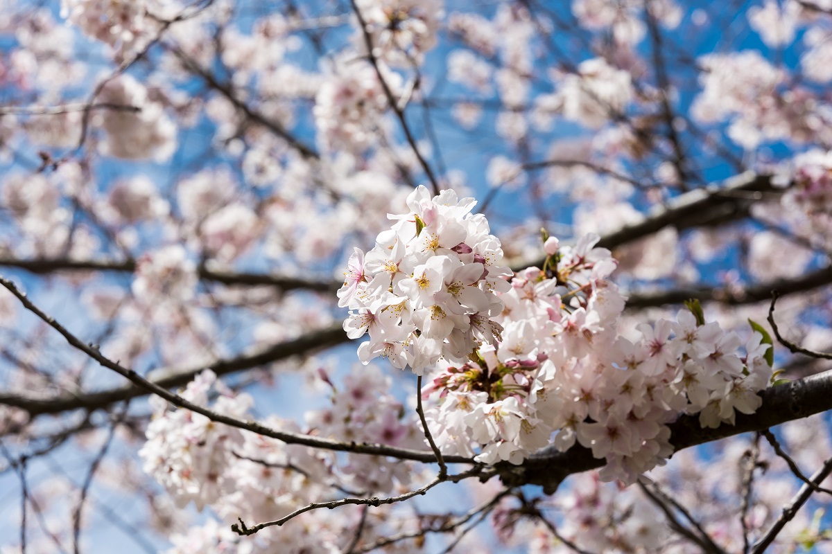 Blooming trees 